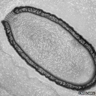 Sinal dos Tempos: Vírus gigante de 30 mil anos volta à vida, dizem cientistas