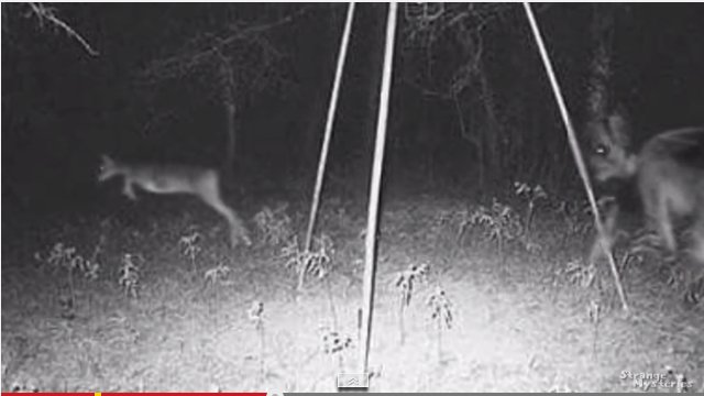 Fato estranho: Demônio alado é registrado na câmera perseguindo cervos?