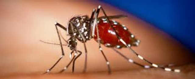 Grande epidemia do virus chikungunya deixa 33 mortos na Guiana Francesa e ameaça Brasil